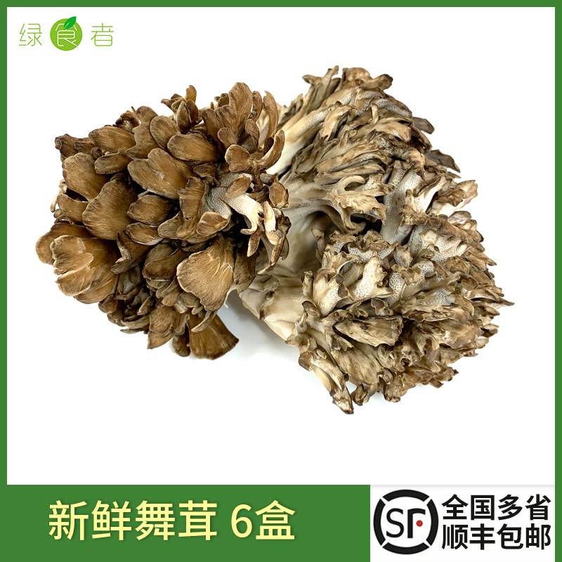 灰树花舞茸食用菌菇蔬菜