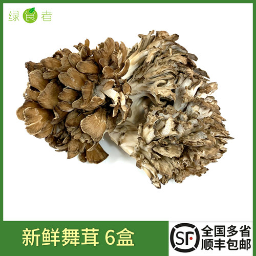 灰树花舞茸食用菌菇蔬菜