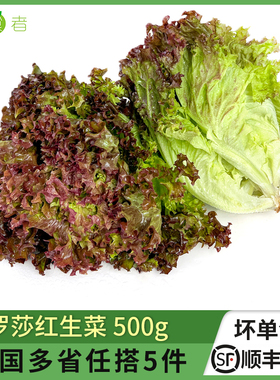 绿食者 红叶生菜500g 罗莎红生吃紫叶生菜 新鲜蔬菜西餐沙拉食材