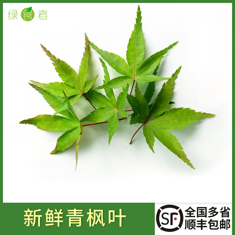 新鲜绿枫叶2盒/3盒/5盒 青枫树叶子30片/盒 西餐冷菜摆盘装饰包邮