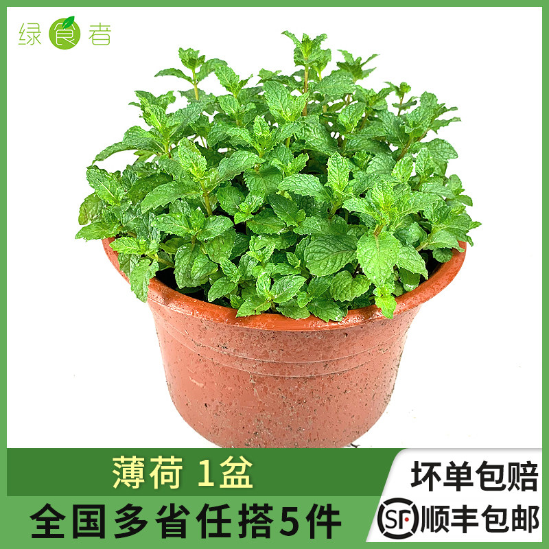新鲜薄荷叶盆栽 四季西餐摆盘装饰餐饮配料食材 5件包邮,水产肉类/新鲜蔬果/熟食,其它,淘宝优惠券,粉丝福利购,淘宝优惠卷