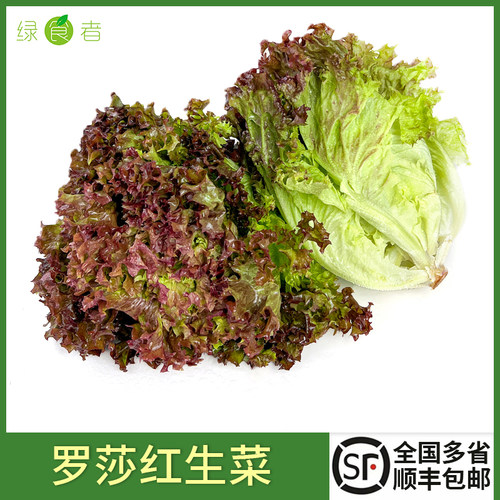 新鲜红叶生菜西餐沙拉蔬菜食材