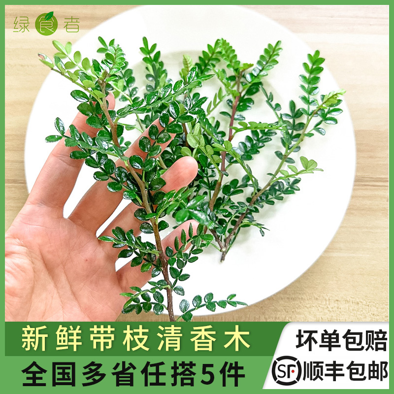 新鲜清香木1盒日料花草摆盘装饰