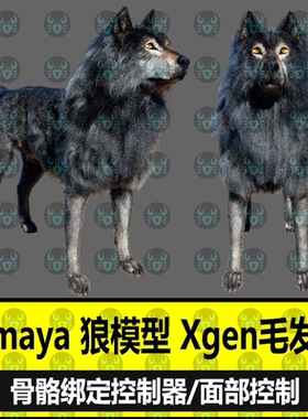 maya狼模型大灰狼动物模型Xgen毛发材质面部骨骼绑定控制器3D模型