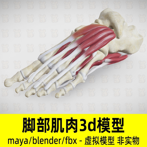 maya人体肌肉骨骼模型blender脚部肌肉模型骨骼关节脚部3d建模fbx