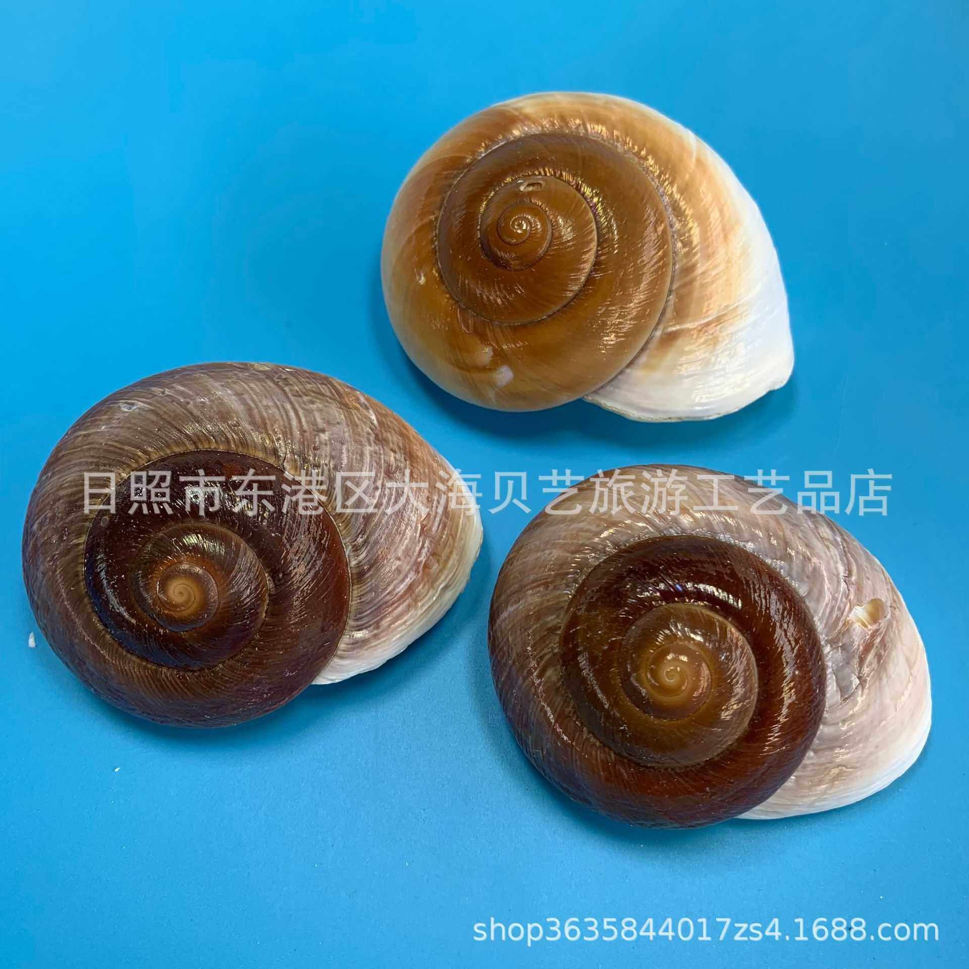 新款直销面包螺天然海螺贝壳寄居蟹螺壳水族鱼缸造景创意材料海洋,家居饰品,海螺/贝壳/珊瑚,淘宝优惠券,粉丝福利购,淘宝优惠卷