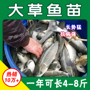 大品种罗非鱼苗雄性福寿鱼抗寒活体放塘淡水养殖草鱼苗鲤鱼苗包