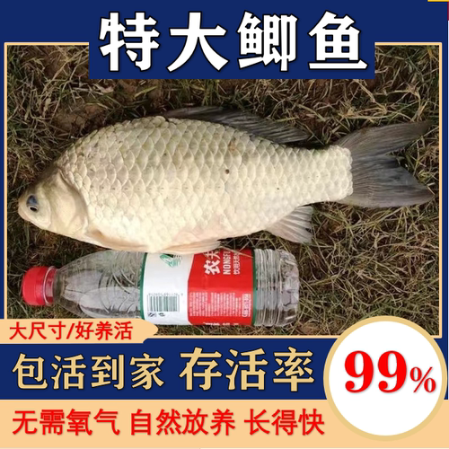 【大尺寸】鲫鱼苗黄金鲫
