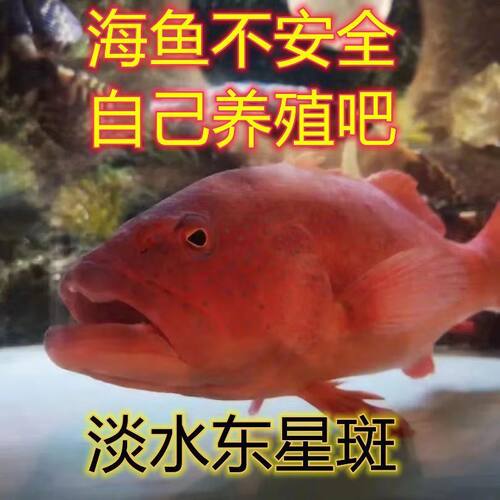 【新品种】正宗淡水东星斑优质淡水石斑鱼耐寒易养鱼苗
