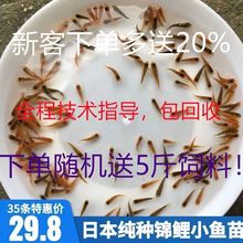 【活动中】锦鲤鱼苗幼苗发财鱼观赏鱼金鱼红白三色火鲤大正昭和白