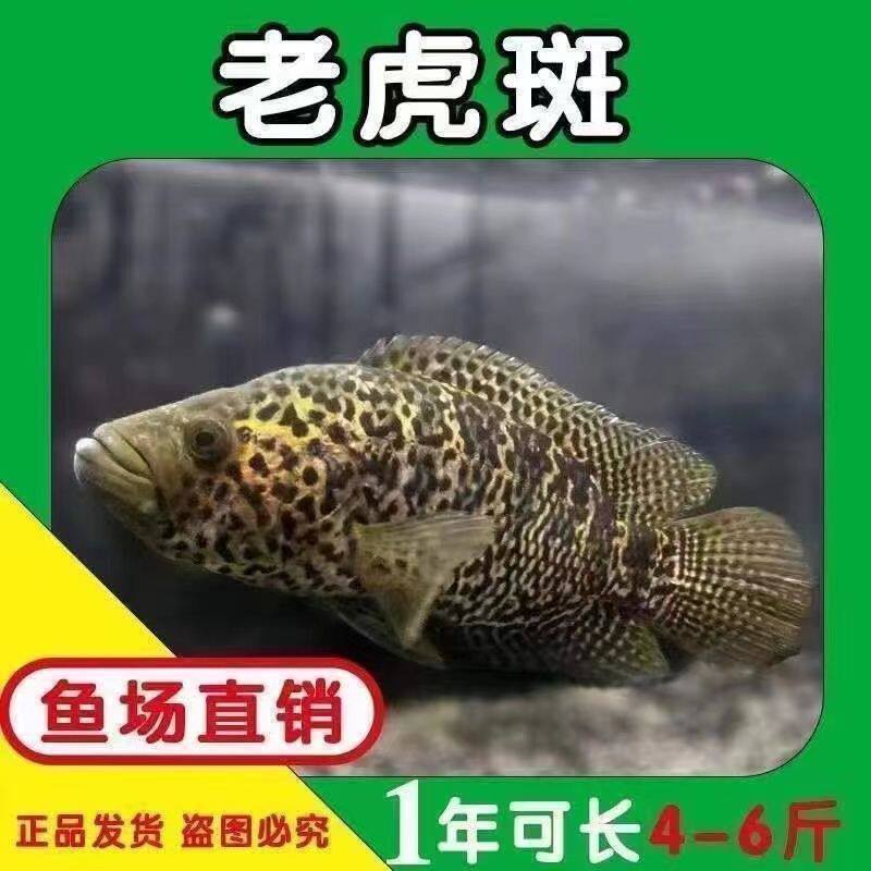 淡水石斑鱼苗花珍珠老虎图片