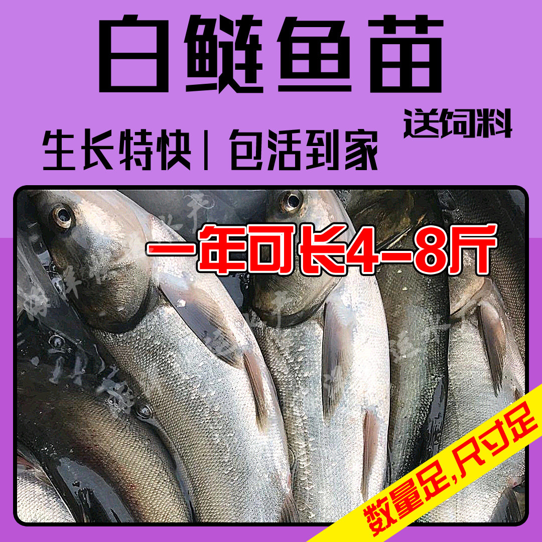 白鲢鱼苗大头鱼胖头鱼花鲢鱼苗鳙鱼苗雄鱼苗食用淡水养殖包邮活