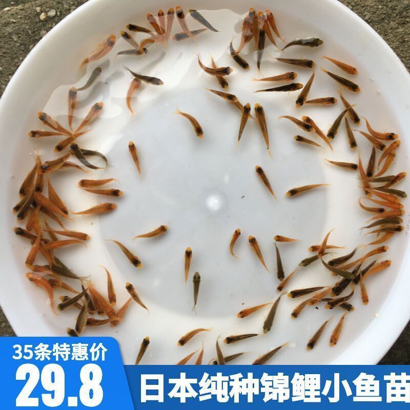 锦鲤鱼苗幼苗发财鱼观赏鱼金鱼红白三色火鲤大正昭和白写包活包邮图片