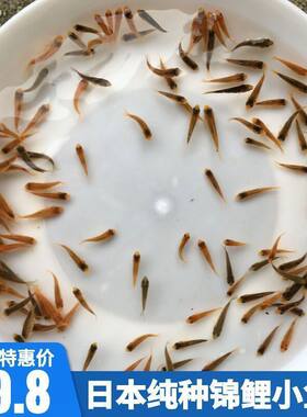 锦鲤鱼苗幼苗发财鱼观赏鱼金鱼红白三色火鲤大正昭和白写包活包邮