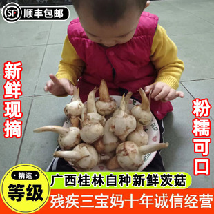 桂林荔浦新鲜白茨菇白茨菇产地现挖白慈姑蔬菜塘菇火锅食用白茨菰