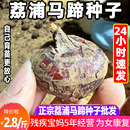 廣西荔浦馬蹄種荸薺種苗地栗組培苗馬蹄種子無病高產(chǎn)5斤可吃