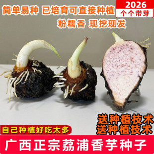 广西特产正宗荔浦芋头种植苗荔浦香芋种子苗槟榔大香芋紫藤芋种苗