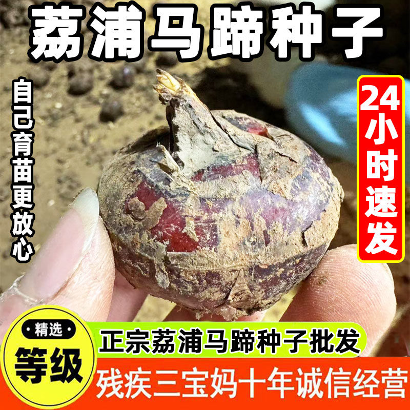 荔浦马蹄种广西荸荠种苗地栗组培苗马蹄种无病高产桂蹄3号2号可吃