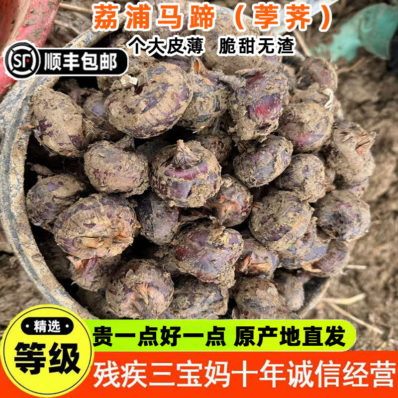 脆甜马蹄广西荔浦荸荠新鲜现挖大马蹄生鲜农家自种蔬菜可种植食用