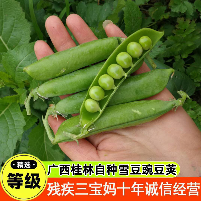 带壳豌豆新鲜当季农家自种甜豆