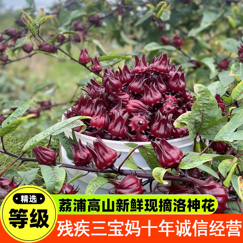 桂林25年新鲜现摘洛神花红桃k果