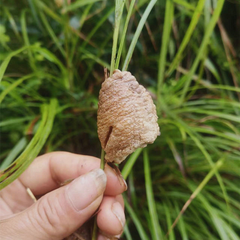 桑螵蛸中药材螳螂蛋草丛球螳螂卵散装生货包邮