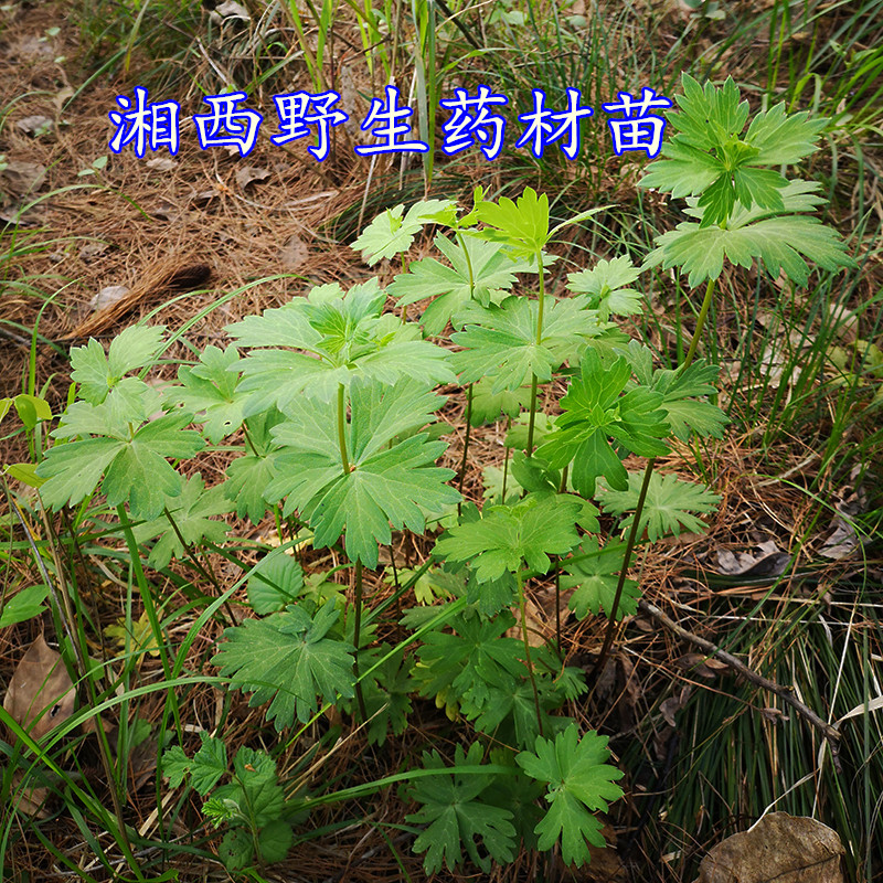 湘西野生独白草苗乌喙根块头土附子中药材新鲜现挖草药种苗50包邮|msdalam kategori penghantaran bunga/bunga simulasi/tumbuhan berkebun, bunga/Tumbuh-tumbuhan tumbuh-tumbuhan pasu (baru), tumbuh-tumbuhan hijau - dari Buy2taobao.com untuk memberikan perkhidmatan ejen Taobao profesional membeli