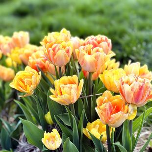 进口重瓣郁金香3颗耐寒易活阳台室内盆地栽种球水培植物开花秋冬