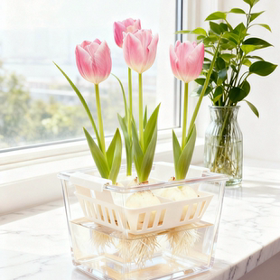 郁金香大种球水培套装 耐寒花卉阳台办公室桌面开花秋冬室内养 四季