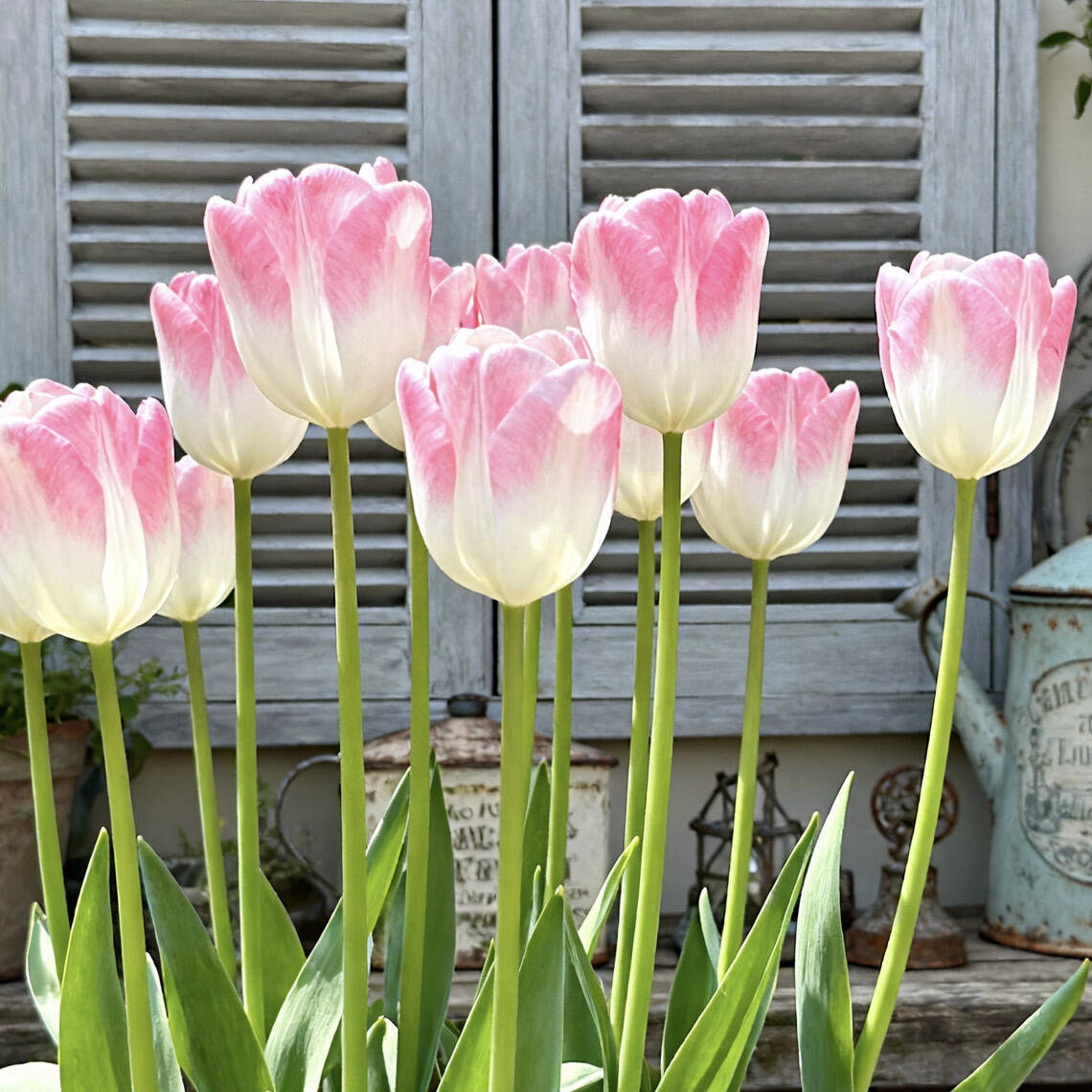 5度球10颗郁金香进口大种球进口土培水养阳台开花水仙室内办公室