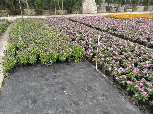 長草果苗樹苗農用地抗老苗圃花圃防草黑地膜菜地農用	地布花園在類目 鮮花速遞/花卉仿真/綠植園藝, 園藝用品, 其它園藝用品中 - 來自Buy2taobao.com提供專業的淘寶代購服務