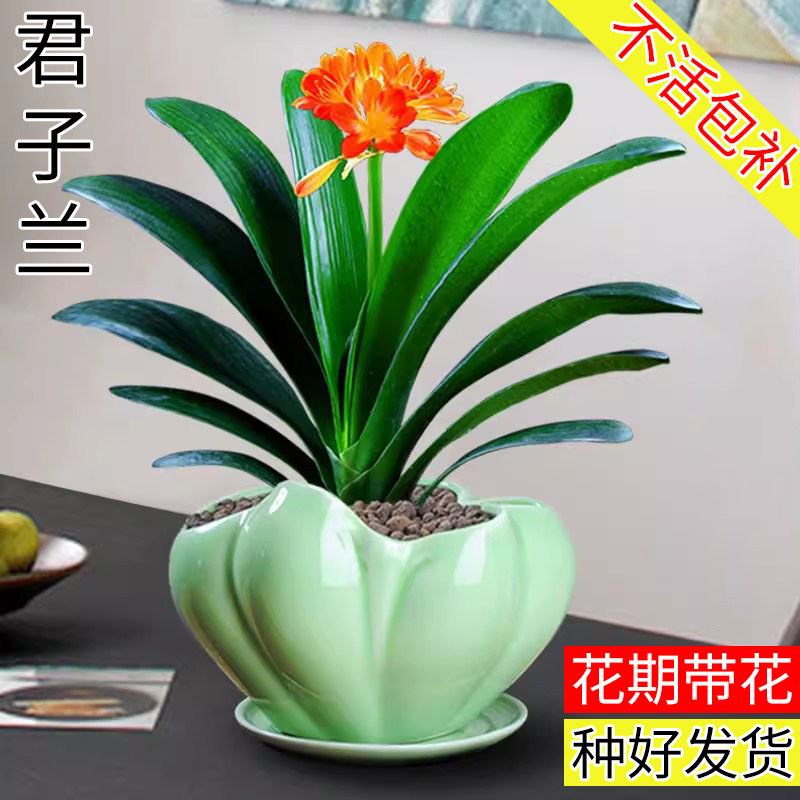 君子兰盆栽带花苞室内植物花卉四季绿植开花好养易活老苗圆头和尚