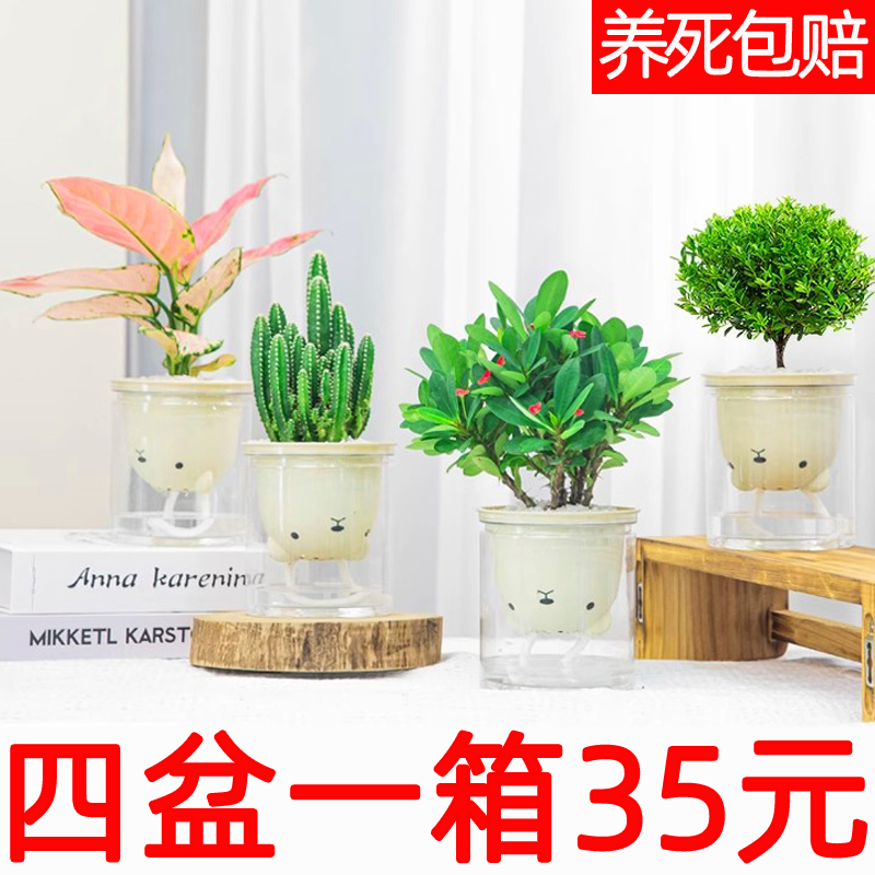 四盆一整箱绿植四件套35元