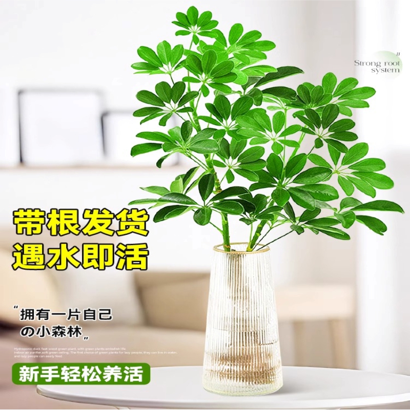 水培植物鸭脚木盆栽绿植八方来财七叶莲室内水养鸭掌木四季常青