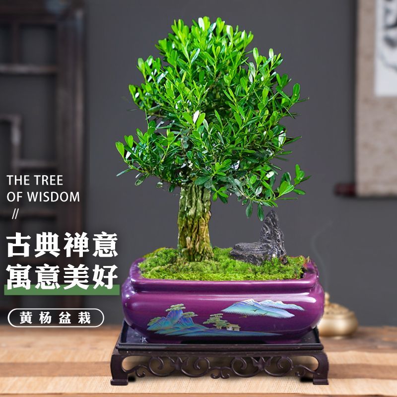黄杨矮霸桩盆景树苗皱皮造型小叶盆栽绿植室内客厅好养树桩植物图片