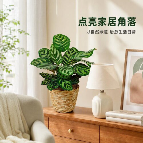 彩叶竹宇盆栽花叶芋室内花园造景净化空气网红绿植北欧植物新奇