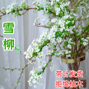 带叶发货】鲜枝水养插花水培植物鲜花卉室内盆栽带花苞绿植龙柳枝