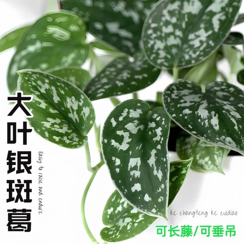 大叶银斑葛花叶绿萝盆栽好养办公室内桌面绿植物长藤垂吊水培植物