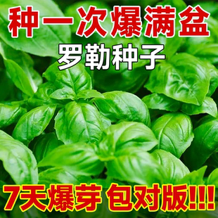 大叶罗勒种子可食用九层塔种籽阳台四季盆栽金不换香草九成塔孑叶