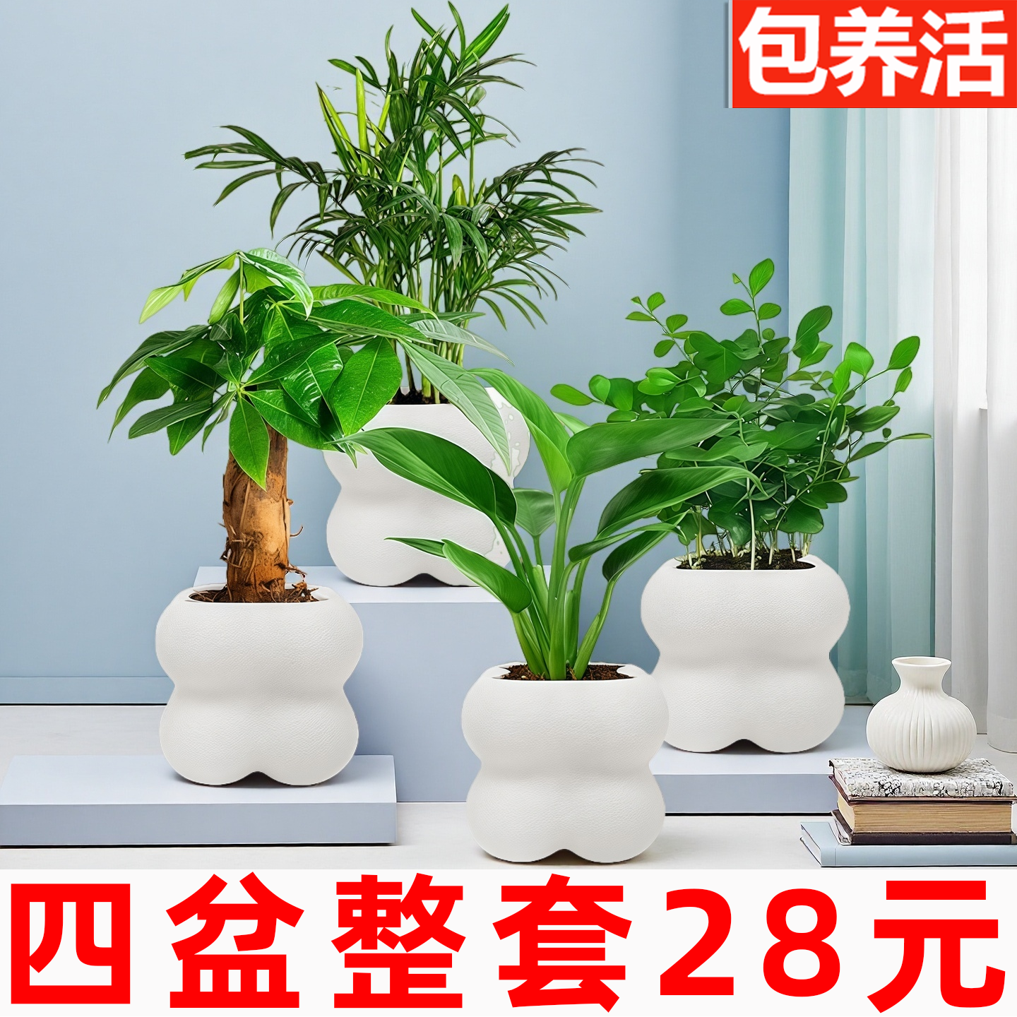 【绿植4盆28元】室内盆栽植物发财树九里香金钻步步高水培花卉
