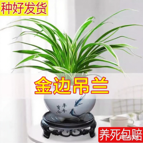 金边吊兰寓意美好
