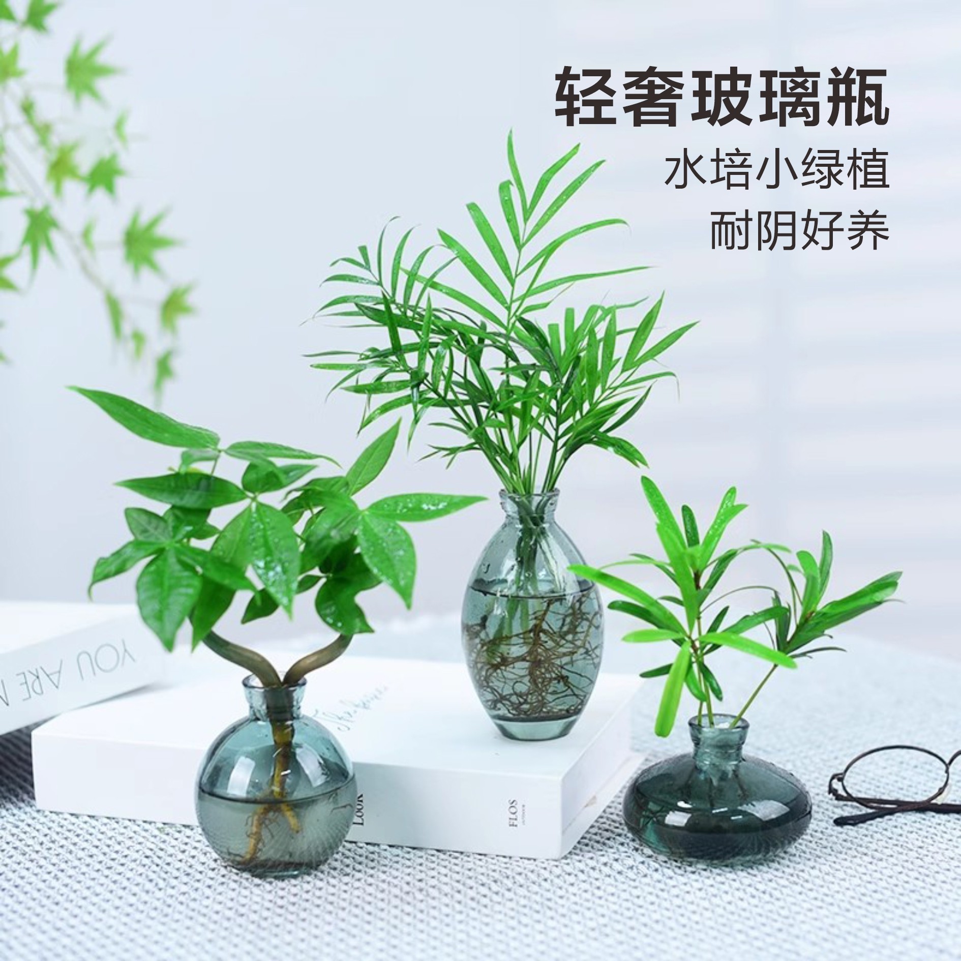 发财树盆栽水培系列小仙女春羽桌面绿植袖珍椰子植物办公客厅好养