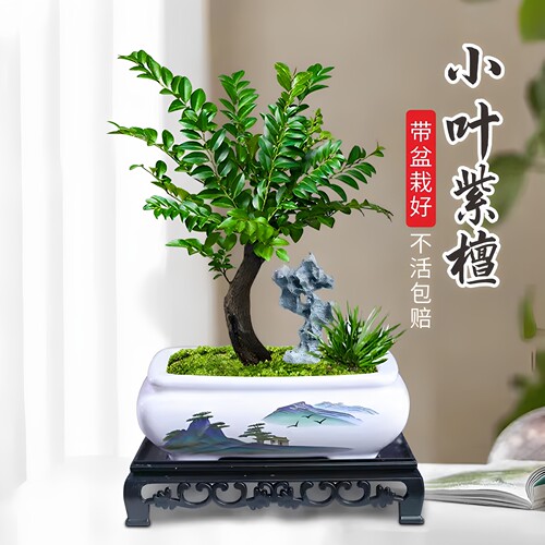 小叶紫檀盆景老桩植物室内茶几客厅办公桌面树苗四季好养绿植盆栽