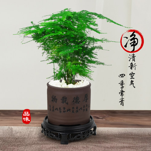 陶瓷盆文竹小盆栽办公桌茶几