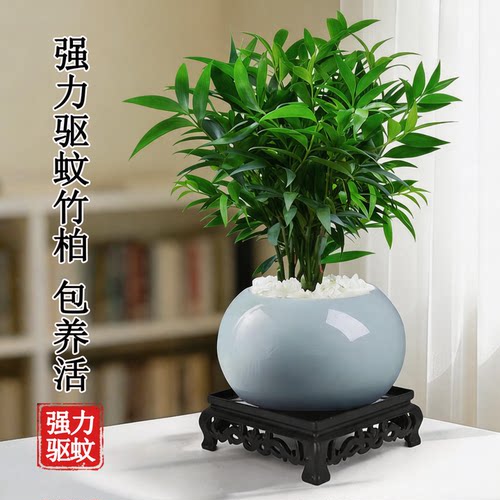 驱蚊竹柏水培植物室内盆栽办公室耐阴老桩盆景平安竹树苗四季绿植