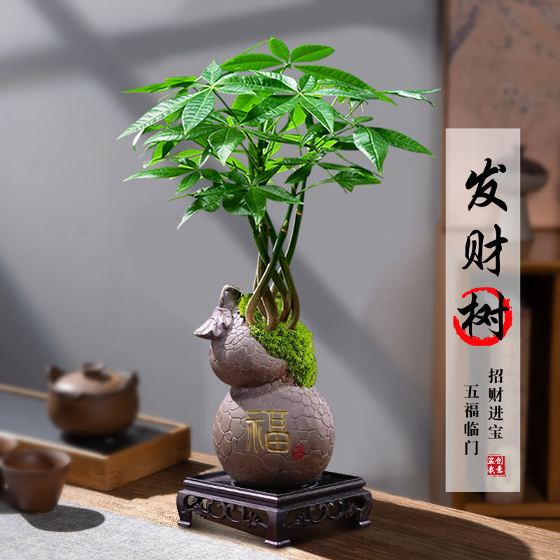 五福临门发财树盆栽创意五辫子造型盆景桌面茶几绿植趣味四季常绿