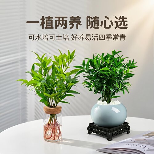 驱蚊竹柏水培植物室内盆栽四季常青办公室耐阴老桩盆景绿植平安竹