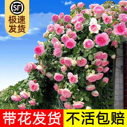 莫妮卡戴维月季花苗庭院阳台浓香