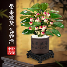 小盼菩提树盆景带果老桩盆栽室内办公室植物桌面摆件造景装饰绿植