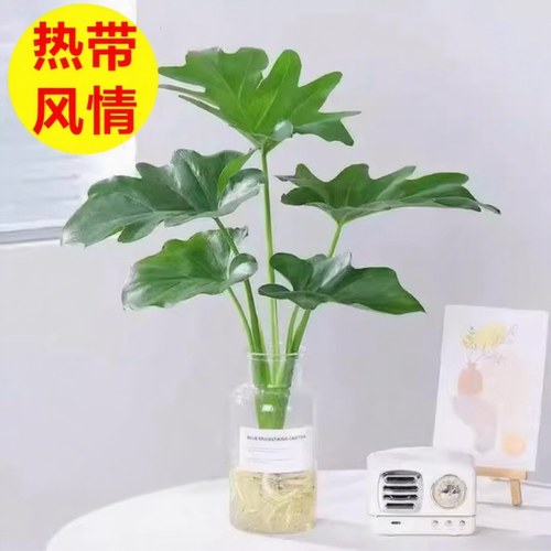 龙鳞春雨水培绿植盆栽办公室内植物花卉活龟背竹无土春羽四季常青